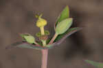 Greater Florida spurge